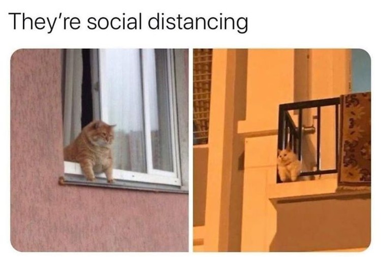 hewan social distancing