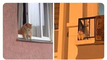 Kocak! kala kucing berkomunikasi namun harus berjaga jarak. (Foto: Boredpanda)