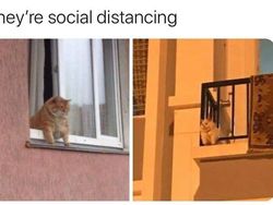 Lucu! Ketika Hewan-hewan ini Ikutan Social Distancing