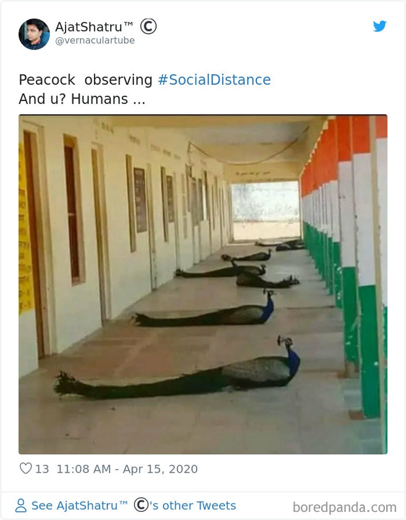 hewan social distancing