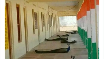 Burung merak pun turut social distancing, kamu? (Foto: Boredpanda)