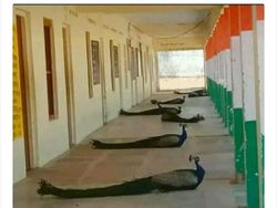 Lucu! Ketika Hewan-hewan ini Ikutan Social Distancing