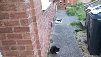 Meski di gang sempit tetap berjaga jarak. (Foto: Boredpanda)