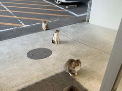 Lucu! Ketika Hewan-hewan ini Ikutan Social Distancing