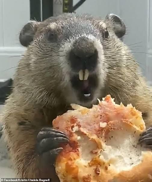 marmot makan pizza