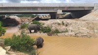 Menariknya, Tol Pekanbaru-Dumai akan hadir dengan 6 (enam) terowongan perlintasan gajah didalamnya yang terletak di Seksi 2 (Sungai Tekuana) dan Seksi 4 (dekat Suaka Margasatwa Balai Raja).Foto: Dok. Istimewa/PT Hutama Karya