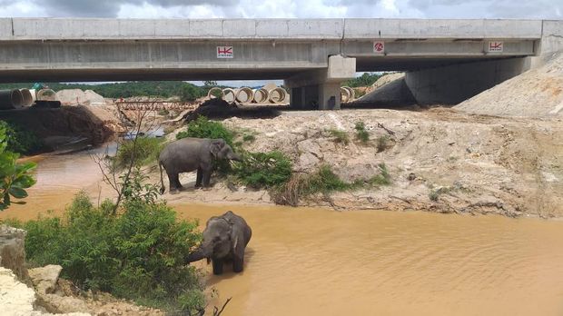 Proyel Tol Pekanbaru-Dumai dilengkapi terowongan untuk gajah. Proyek tol ini segera rampung