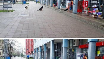 Potret anjing turut jaga jarak di Zagreb, Kroasia. (Foto: Boredpanda)