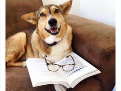 Begini Jadinya Kalau Hewan Ikut Belajar dari Rumah