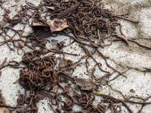 Fenomena Ribuan Cacing Muncul di Jawa, BMKG DIY: Perubahan Iklim Mendadak