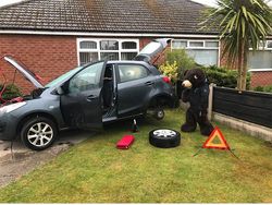 Tingkah Lucu Dua Beruang Raksasa Saat Karantina di Rumah