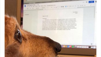 Mengecek copy editor. Foto: via Bored Panda