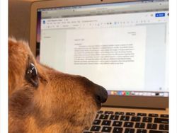 Begini Jadinya Kalau Hewan Ikut Belajar dari Rumah