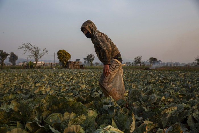 Para petani di dataran tinggi Guatemala tetap harus bekerja di tengah mewabahnya virus Corona di negeri tersebut. Begini potret kehidupan mereka di saat pandemi melanda.