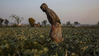 Para petani bersiap memanen kubis di lahan pertaniannya meskipun pandemi Corona juga melanda negeri ini.
