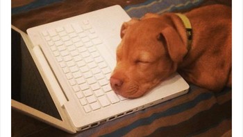 Mata kuliah hukum bikin ngantuk, anjing lucu ini bobo siang dulu sebelum lanjut. Foto: via Bored Panda