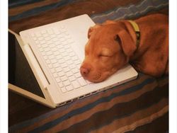 Begini Jadinya Kalau Hewan Ikut Belajar dari Rumah