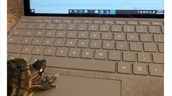 Kura-kura ini sedang memasukkan data. Foto: via Bored Panda