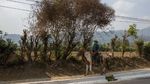 Potret Petani Dataran Tinggi Guatemala di Tengah Pandemi Corona