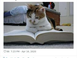 Begini Jadinya Kalau Hewan Ikut Belajar dari Rumah