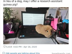 Begini Jadinya Kalau Hewan Ikut Belajar dari Rumah