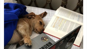 Capek setelah seharian kuliah dari rumah, bobo deh. Foto: via Bored Panda