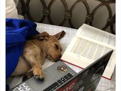 Begini Jadinya Kalau Hewan Ikut Belajar dari Rumah