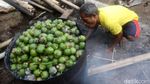 Jelang Ramadhan, Permintaan Kolang-kaling Meningkat