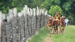 Kala Joki Cilik Berlatih Karapan Sapi
