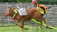 Tradisi ini memiliki makna penting bagi orang Madura. Selain menjadi lomba pacuan sapi, tradisi ini menjadi ajang bergengsi yang bisa mengangkat status sosial orang Madura. Karena sapi yang diperlombakan harus berkualitas serta memiliki tubuh sehat dan kuat.