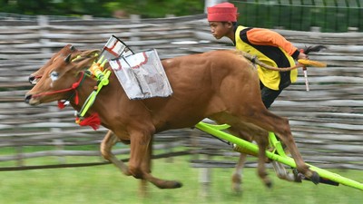 Kala Joki Cilik Berlatih Karapan Sapi