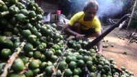 Ating (55), salah satu petani kolang kaling asal Dusun Puncak RT 02, RW 01, Desa Genteng, Kecamatan Pamulihan, mengatakan, saat ini dirinya telah mendapatkan permintaan buah kolang-kaling hingga 2 ton lebih per-minggu. Jumlah permintaan itu melonjak dari beberapa hari ke belakang.