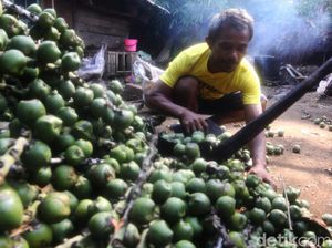 Jelang Ramadhan, Permintaan Kolang-kaling Meningkat