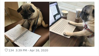 Belajar arsitektur komputer. Foto: via Bored Panda