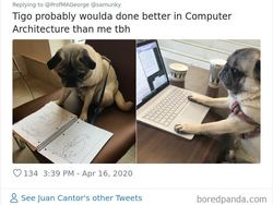 Begini Jadinya Kalau Hewan Ikut Belajar dari Rumah