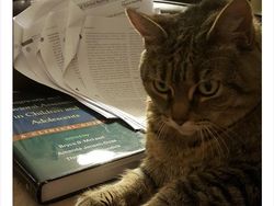 Begini Jadinya Kalau Hewan Ikut Belajar dari Rumah