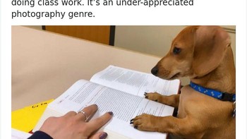 Melihat hewan peliharaan sangat menyenangkan dan bisa menjadi obat jenuh terutama di masa karantina seperti sekarang. Karenanya, professor Marie-Amélie George meminta mahasiswanya mengirimkan foto hewan peliharaan mereka ikut belajar dari rumah. Foto: via Bored Panda