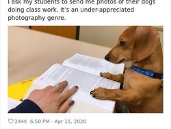 Begini Jadinya Kalau Hewan Ikut Belajar dari Rumah