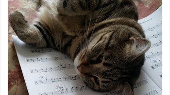 Mempelajari nada. Foto: via Bored Panda