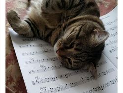 Begini Jadinya Kalau Hewan Ikut Belajar dari Rumah