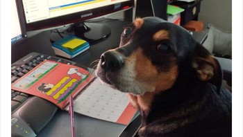 Mahasiswa sang profesor pun berlomba mengirimkan foto-foto lucu hewan peliharaan mereka. Foto: via Bored Panda