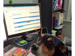 Begini Jadinya Kalau Hewan Ikut Belajar dari Rumah