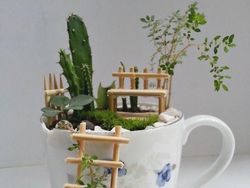 Kreatif! Ada Miniatur Taman di Atas Cangkir Teh