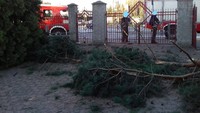 Sebelum mendarat, Suzuki Swift itu sempat menghantam pohon pinus dan salah satu dinding bangunan juga rubuh. Foto: Facebook Pemadam Kebakaran