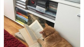 Membaca lagi materi minggu lalu. Foto: via Bored Panda