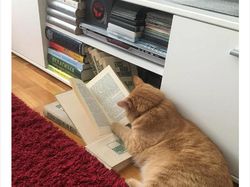 Begini Jadinya Kalau Hewan Ikut Belajar dari Rumah