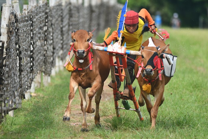 LATIHAN KARAPAN SAPI Joki memacu sapi saat latihan karapan sapi di Desa Durbuk, Pamekasan, Jawa Timur, Minggu (19/4/2020). Latihan tersebut merupakan uji coba terakhir menjelang bulan puasa dan dilaksanakan kembali pada pertengahan bulan Ramadan. ANTARA FOTO/Saiful Bahri/