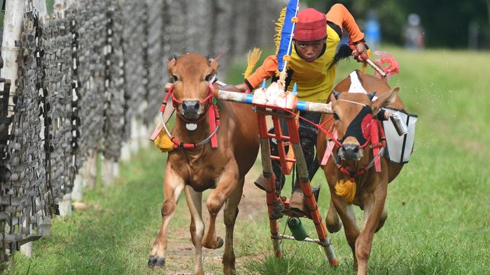 Mengenal Karapan Sapi, Tradisi Khas Masyarakat Madura