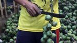 Jelang Ramadhan, Permintaan Kolang-kaling Meningkat
