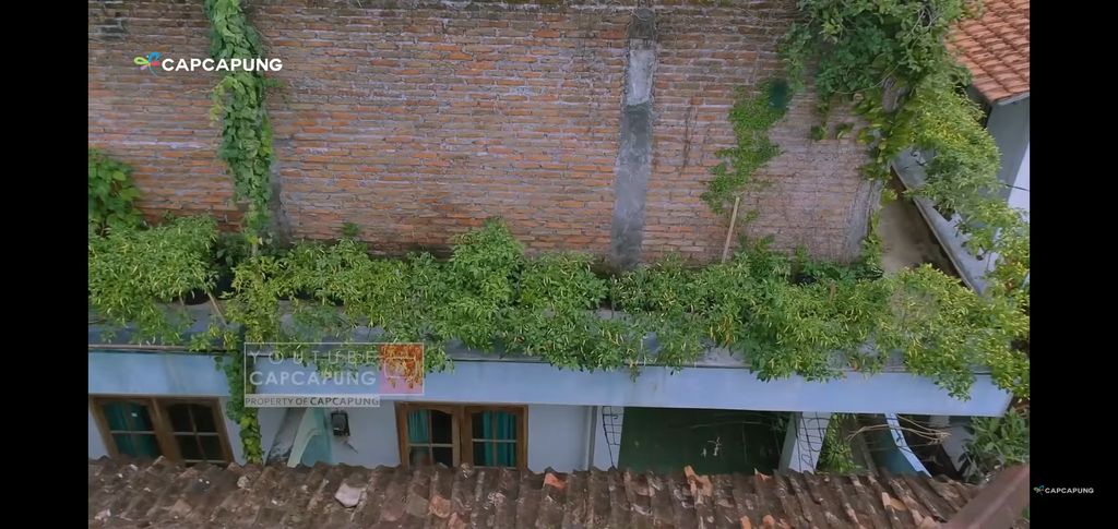 berkebun cabai di aatap rumah